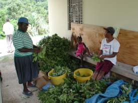 Pimentos Being Processed - Negril Chamber of Commerce Community Guide Training Programme Photos - Negril Travel Guide, Negril Jamaica WI - http://www.negriltravelguide.com - info@negriltravelguide.com...!